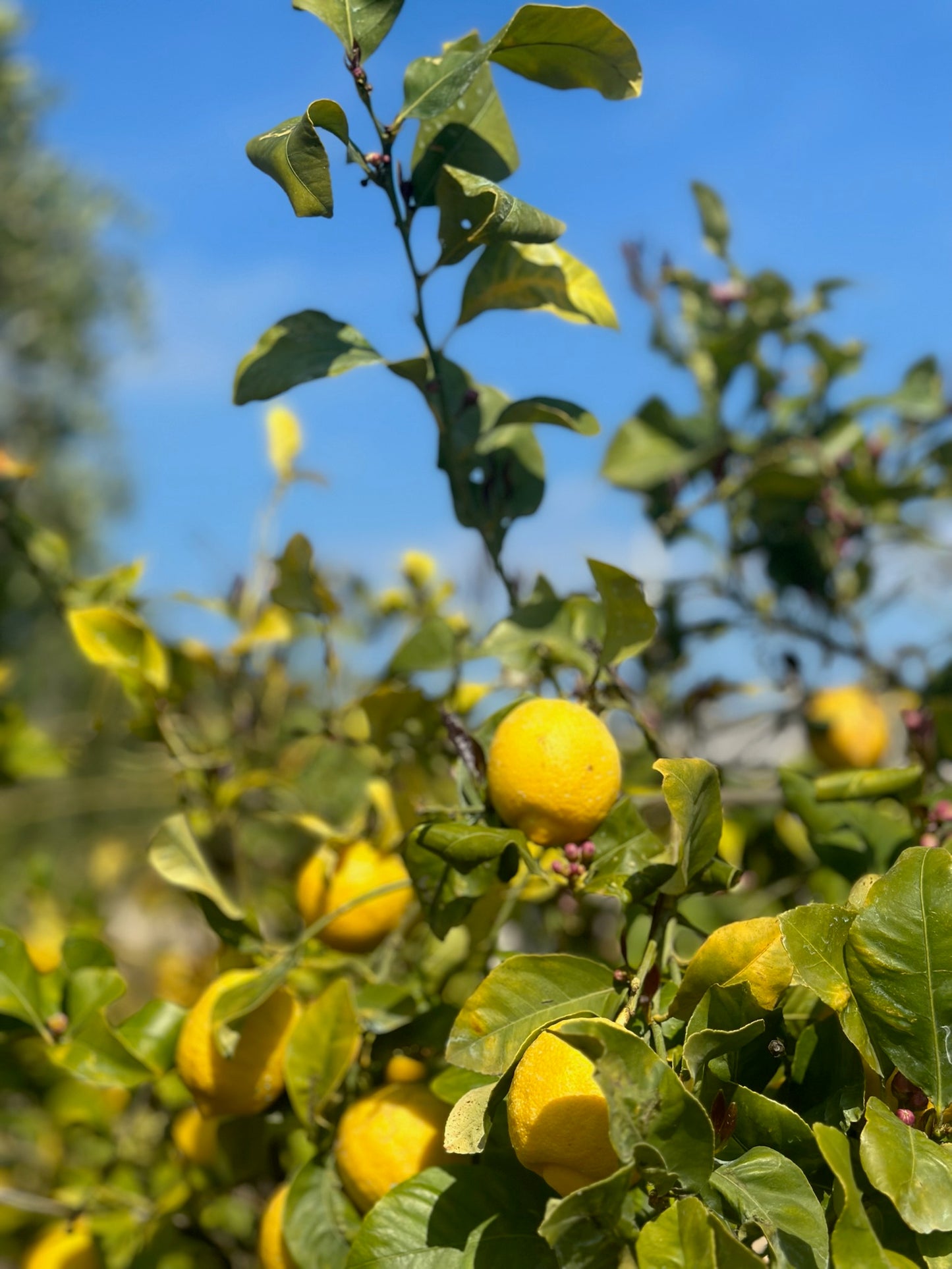 Limoncello